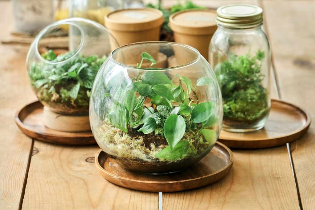 Photo of three glass terrariums with lush green foliage inside them.